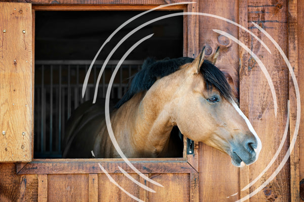 Trattamenti quantici per i cavalli: una soluzione naturale per la salute e il benessere equino.